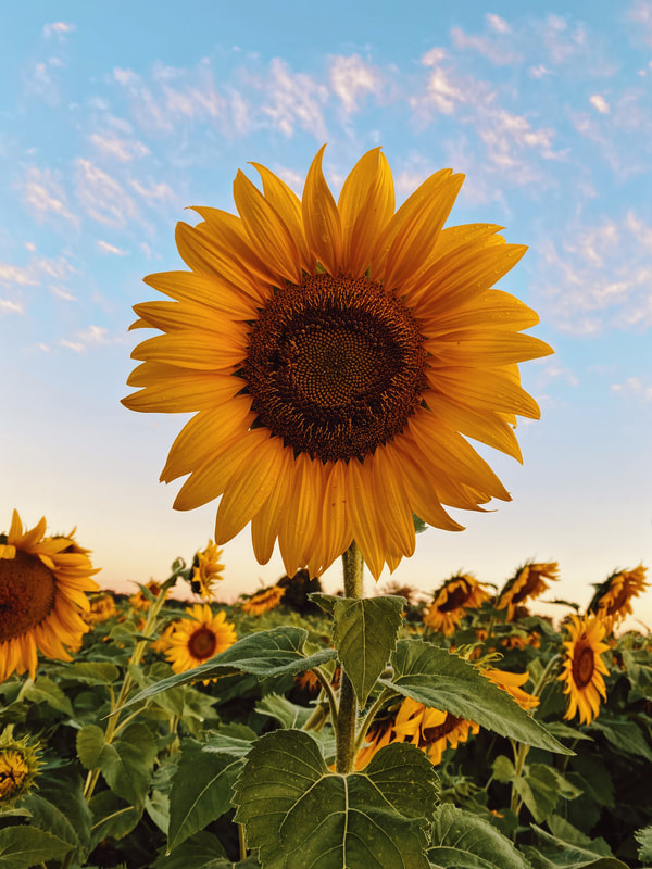 Sunflower. Photo by Aaron Burden on Unsplash. 